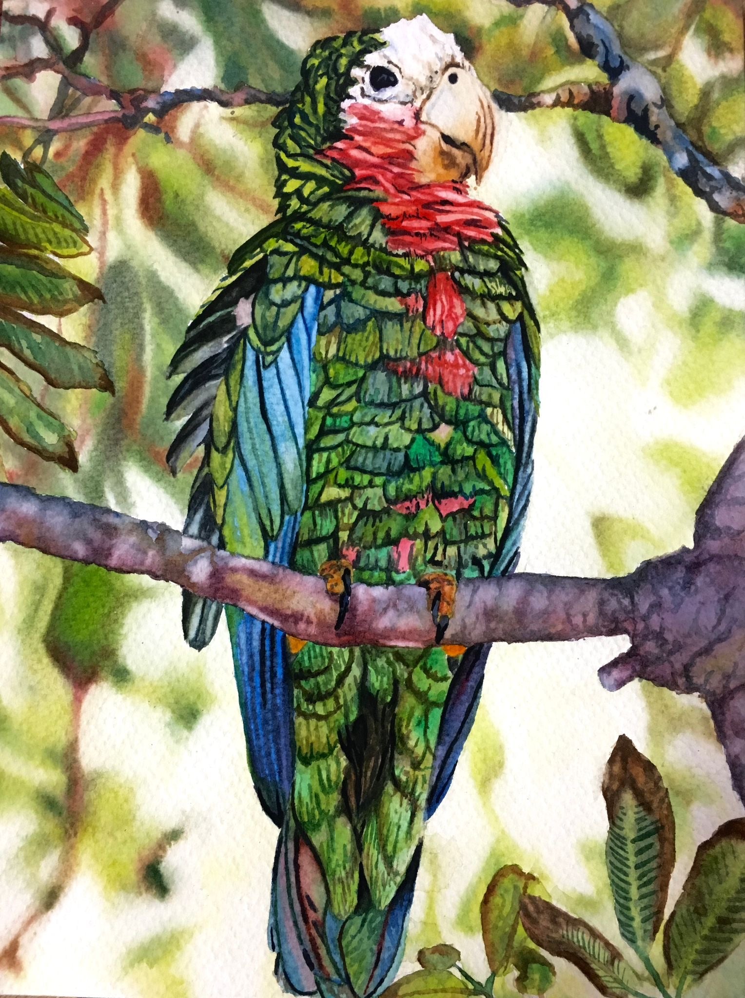 Abaco Parrot Print 11” x 14”
