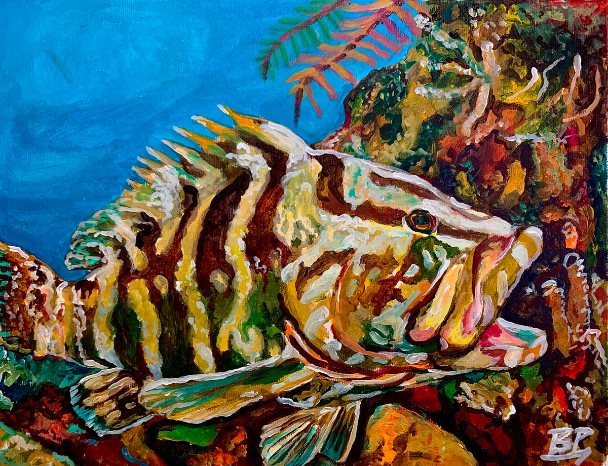 "Cruiserweight" Nassau Grouper | Acrylic on Canvas 11" x 14"
